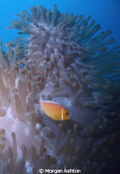 Taken some time ago at the Great Barrier Reef but only re... by Morgan Ashton 